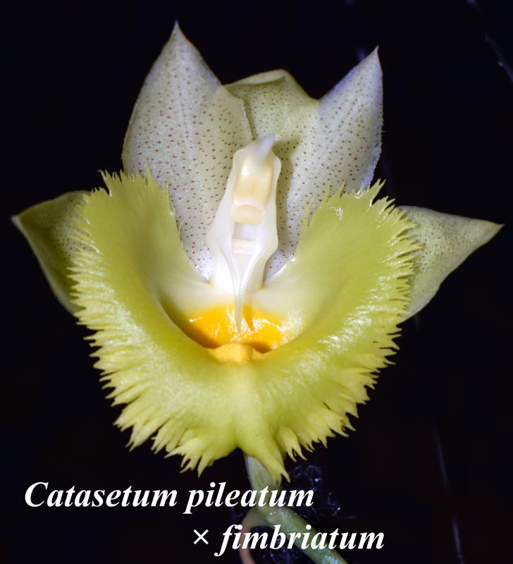 Catasetum pileatum × fimbriatum